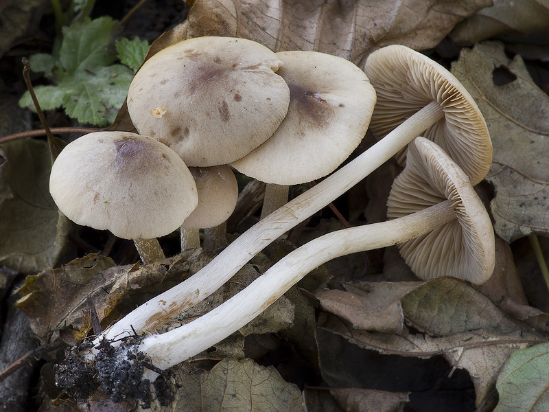 Conocybe subpallida